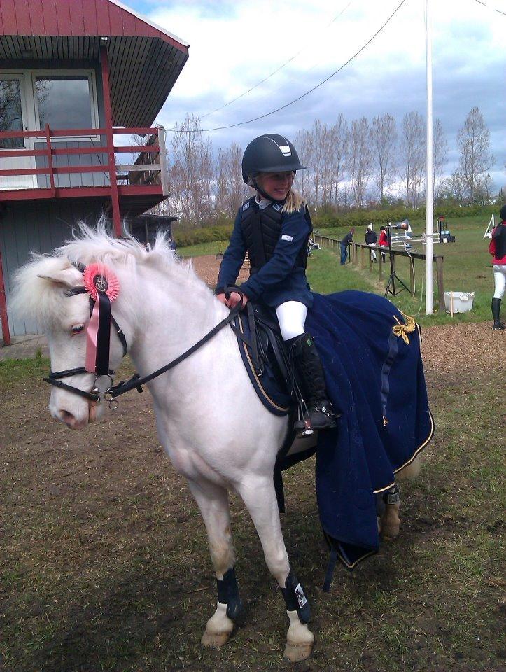 Irsk Sportspony Scarletts Footsteps billede 3