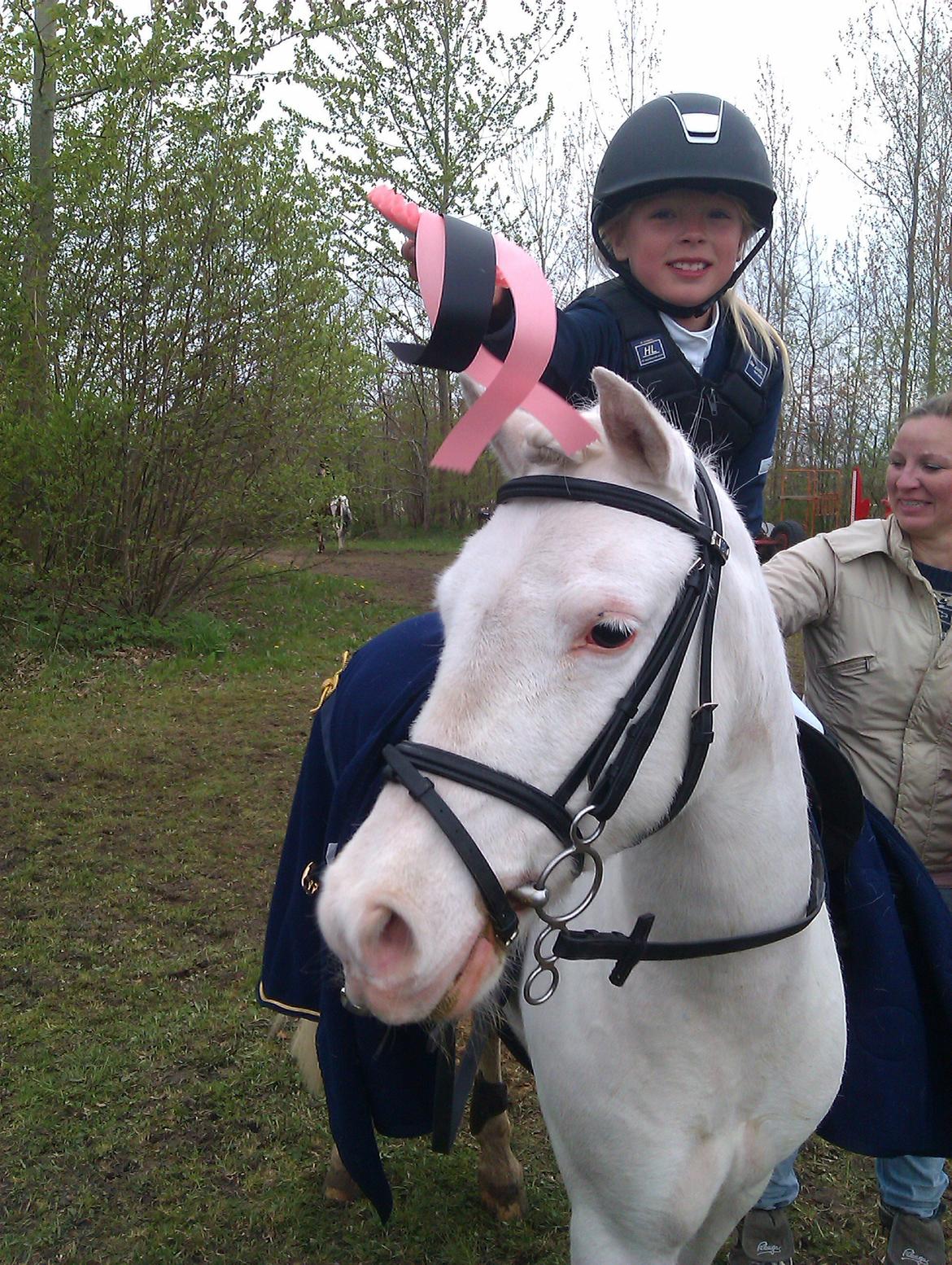 Irsk Sportspony Scarletts Footsteps billede 4