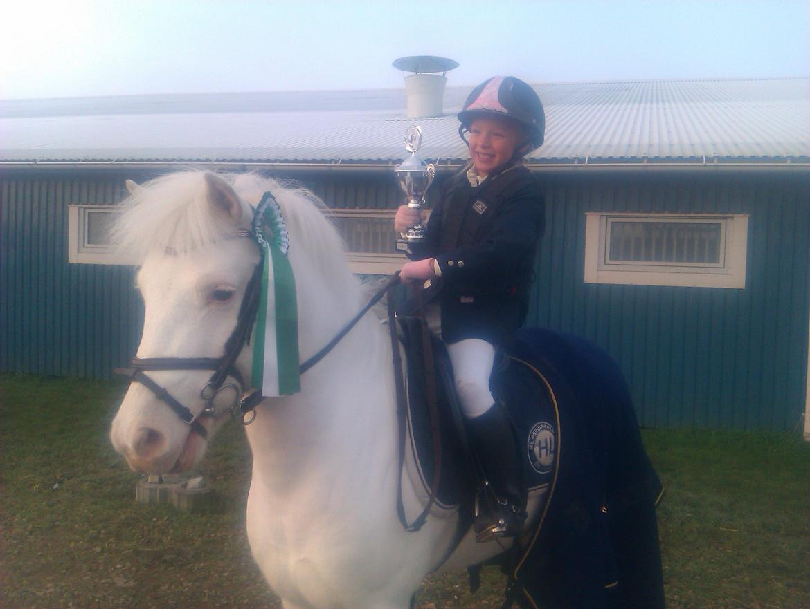 Irsk Sportspony Scarletts Footsteps billede 5