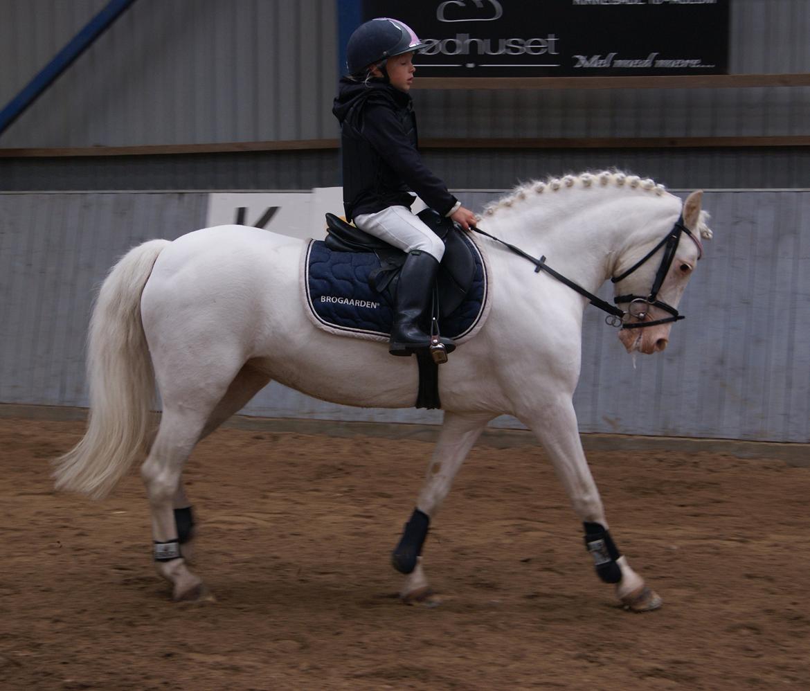 Irsk Sportspony Scarletts Footsteps billede 7