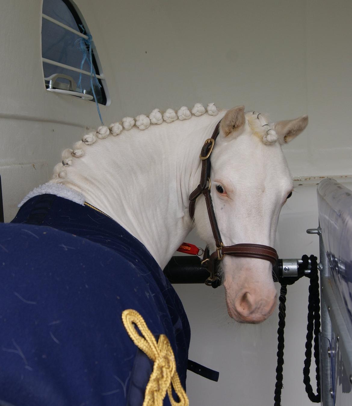 Irsk Sportspony Scarletts Footsteps billede 8