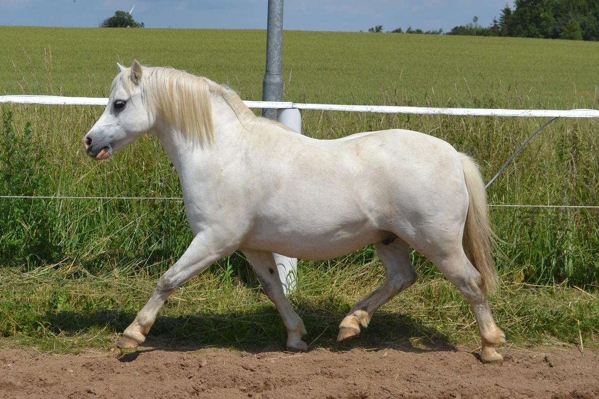 Welsh Mountain (sec A) Fruemoses Chopin billede 15
