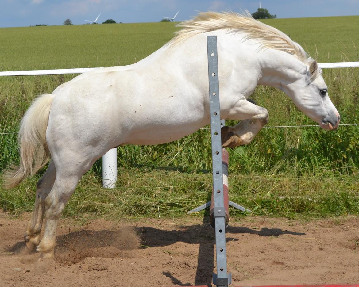 Welsh Mountain (sec A) Fruemoses Chopin billede 1
