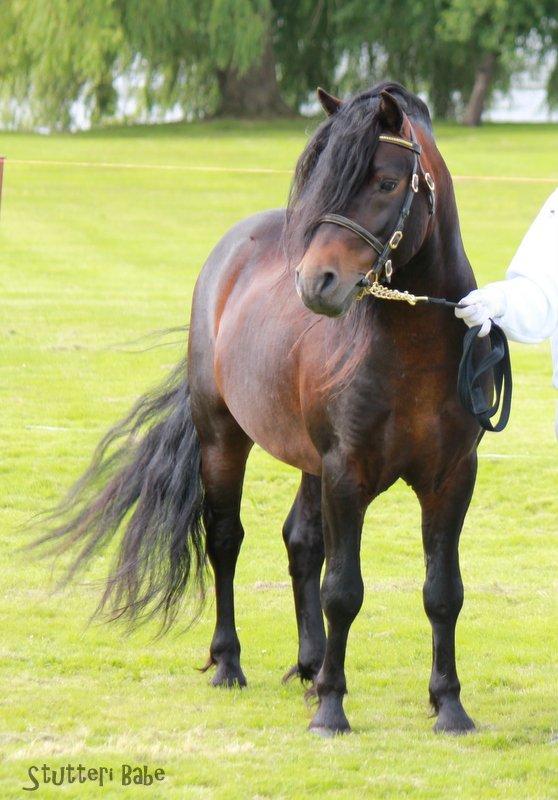 Dartmoor # Flying Pokemon AVLSHINGST # - Brahetrolleborg Hesteskue 2012

BEST IN SHOW og 24 point billede 5