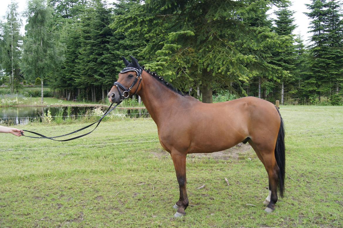 Tysk Sportspony Lienes - Min lille trold<3<3<3<3<3<3<3<3<3 billede 4