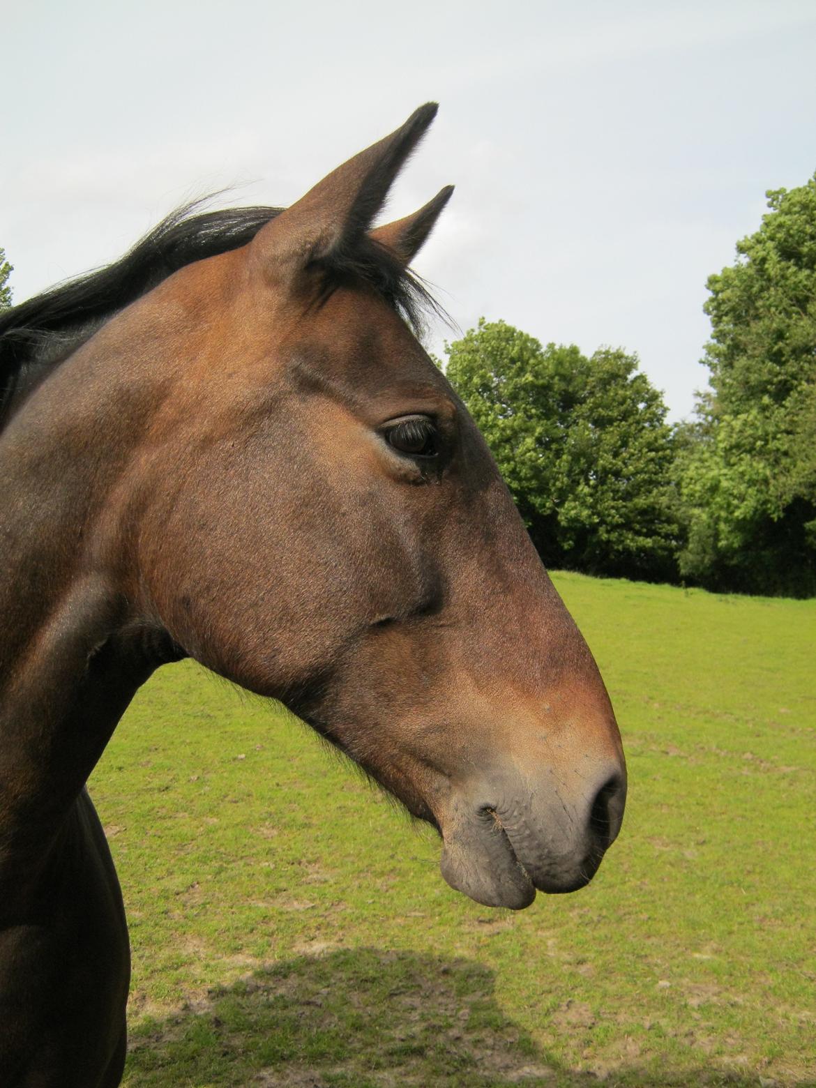 Oldenborg Leydi billede 1