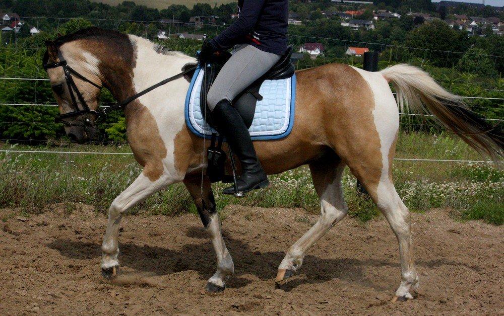 Anden særlig race Speedy - Tilredet billede 15