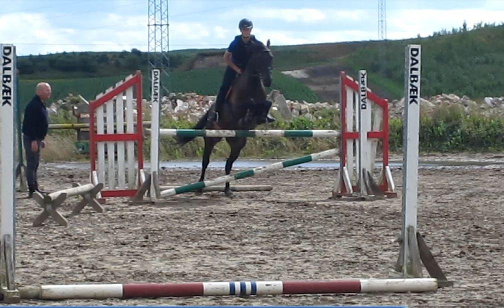 Dansk Varmblod Libaks Gemini aka. Gemse billede 12