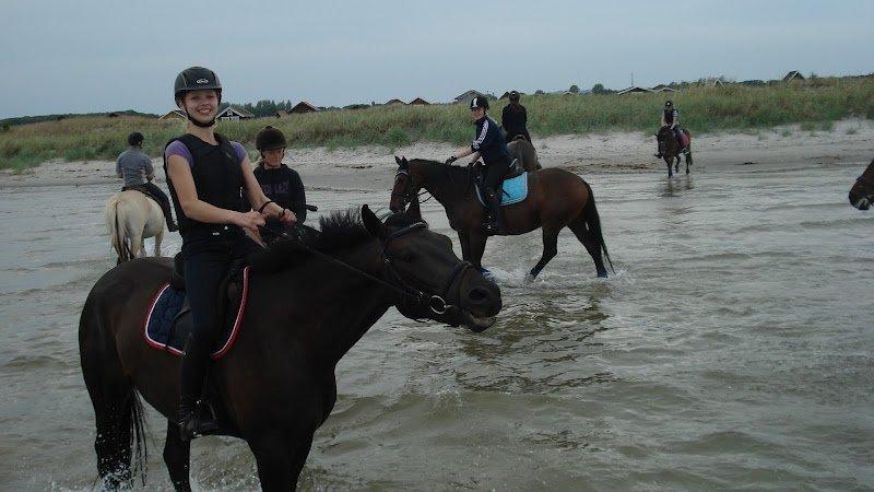Dansk Varmblod Libaks Gemini aka. Gemse - Ridelejr 2012 - Aså strand billede 4