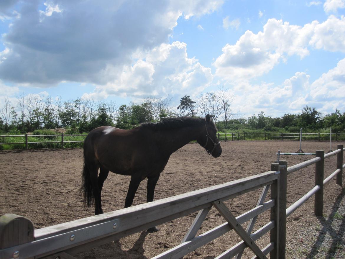 Dansk Varmblod Libaks Gemini aka. Gemse billede 5