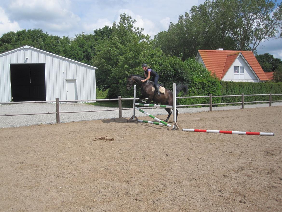 Dansk Varmblod Libaks Gemini aka. Gemse - Da jeg var ude og prøve ham :-D billede 6