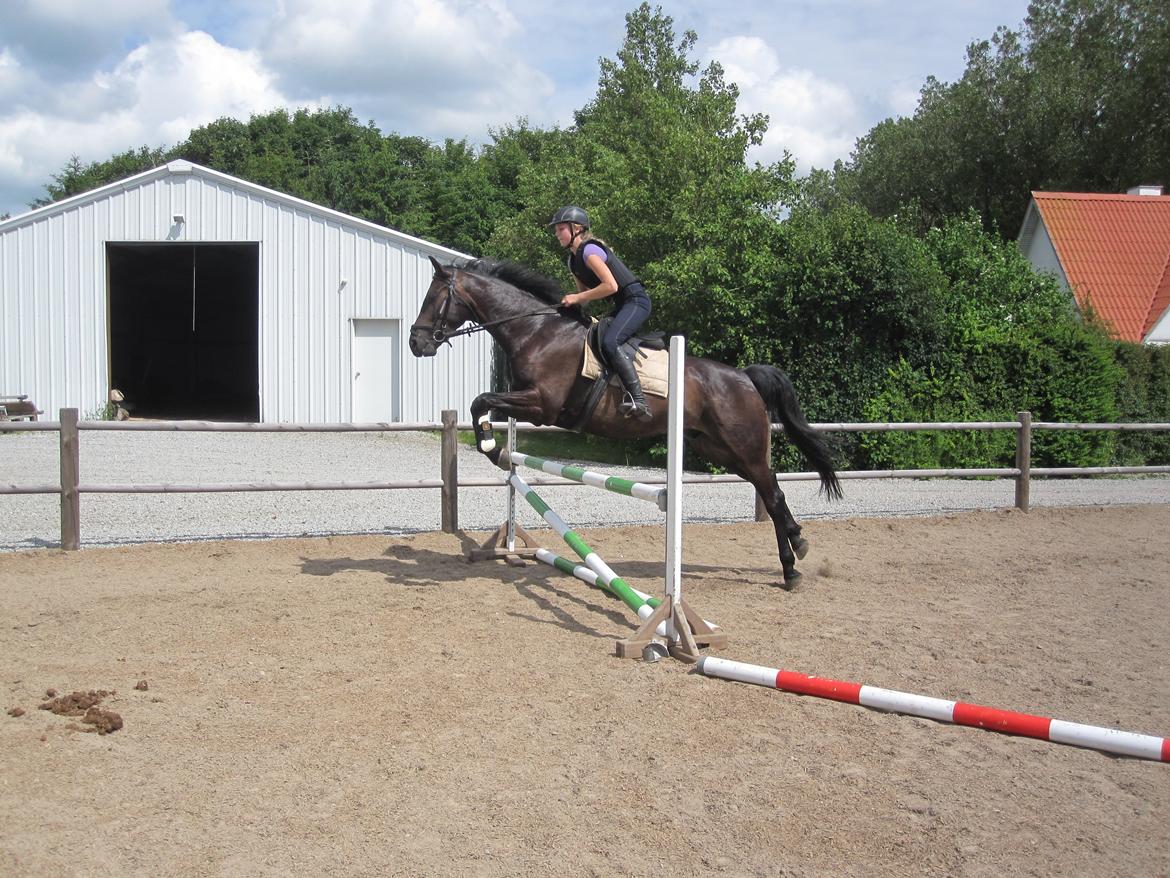 Dansk Varmblod Libaks Gemini aka. Gemse - Da jeg var ude og prøve ham :-D billede 7
