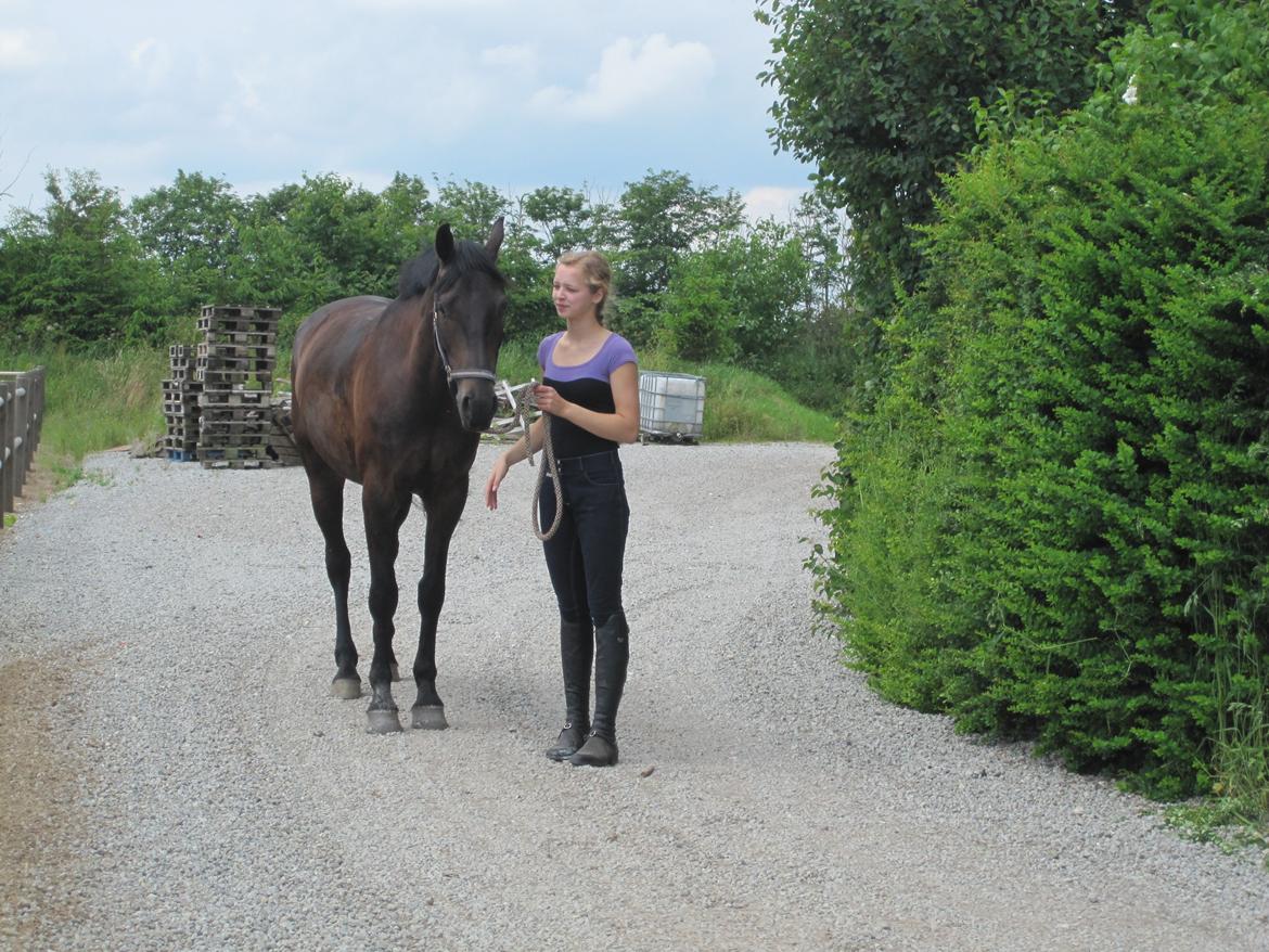 Dansk Varmblod Libaks Gemini aka. Gemse billede 8