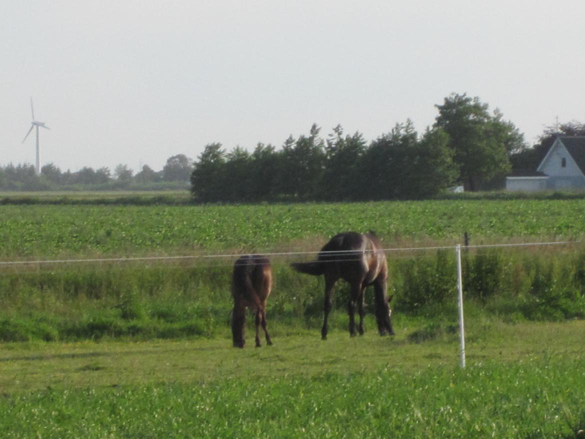 Dansk Varmblod Libaks Gemini aka. Gemse billede 9