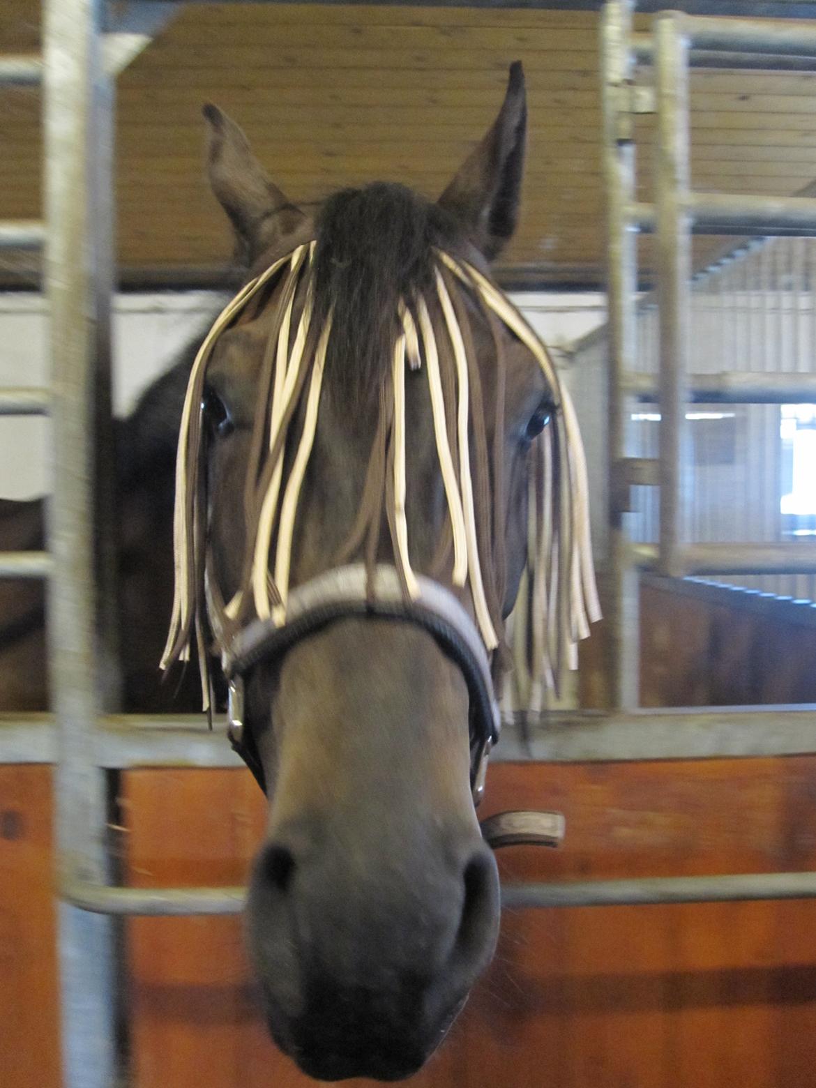 Dansk Varmblod Libaks Gemini aka. Gemse - Min nysgerrige trold!! :D billede 10