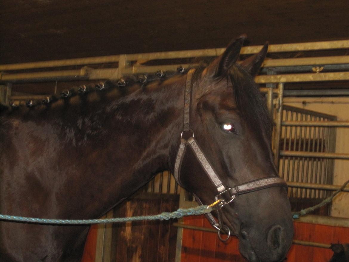 Dansk Varmblod Libaks Gemini aka. Gemse billede 11