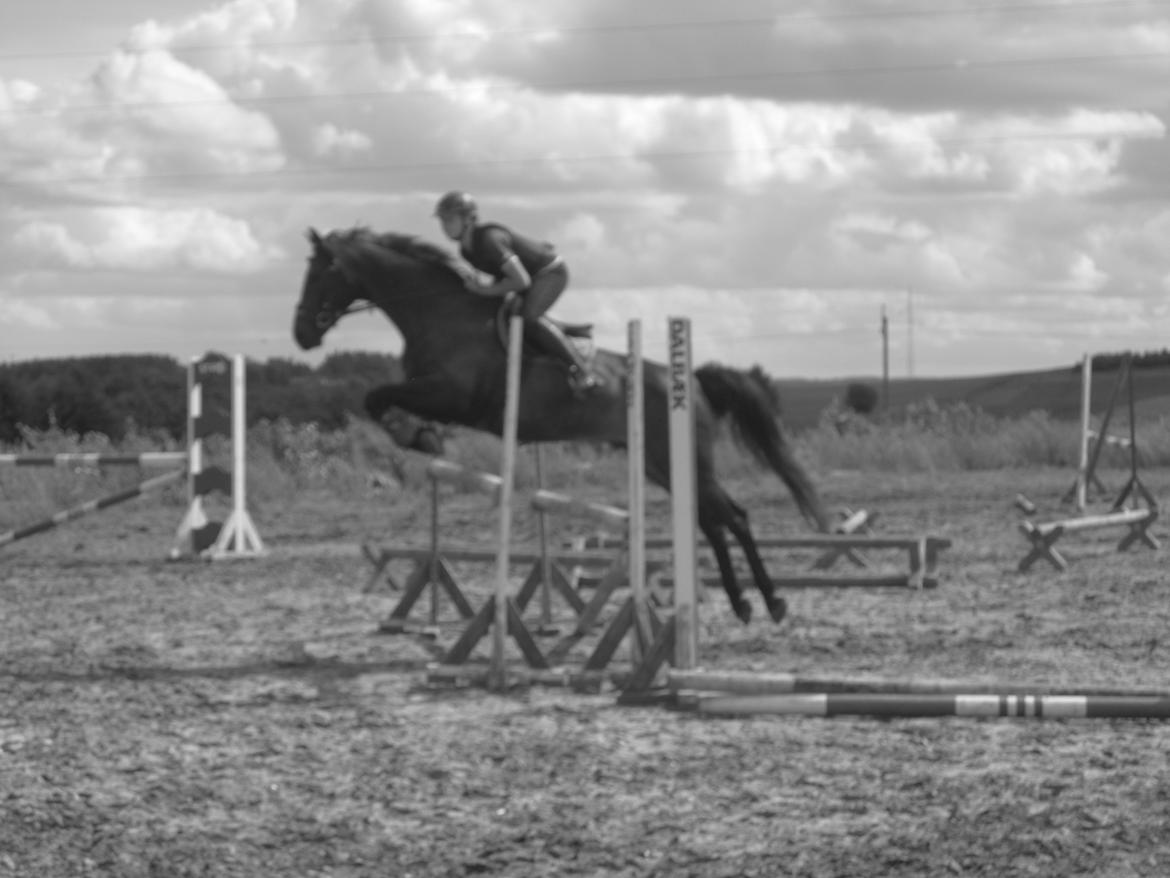 Dansk Varmblod Libaks Gemini aka. Gemse billede 13