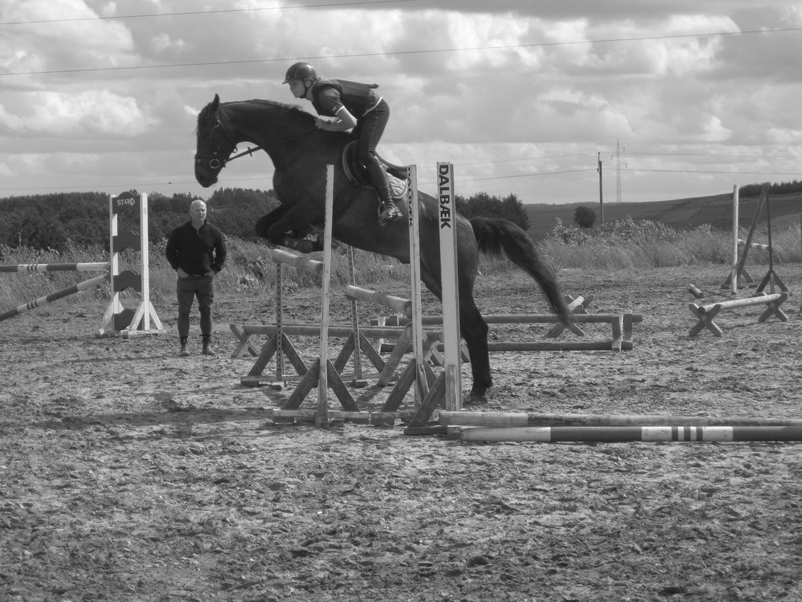 Dansk Varmblod Libaks Gemini aka. Gemse - Nede og springe ved min underviser, inden jeg købte ham! :)<3 billede 3