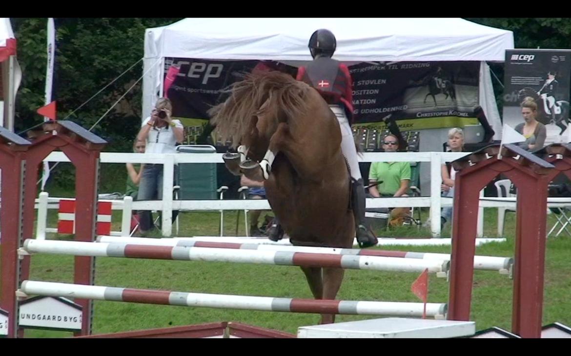 Anden særlig race Mañaña *STJERNE* - Jeeeep stjerne LB Jysk !! <3 billede 12