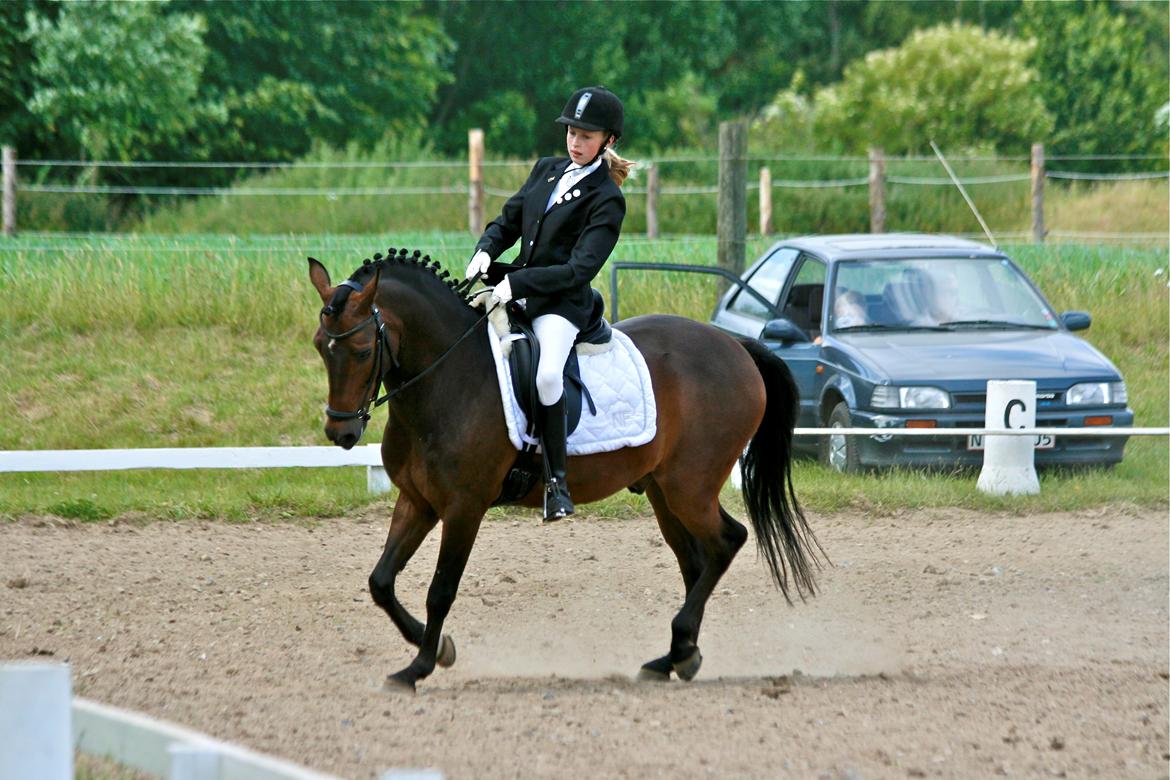 New Forest Bjørndal's Artist - Artist til stævne :) billede 19