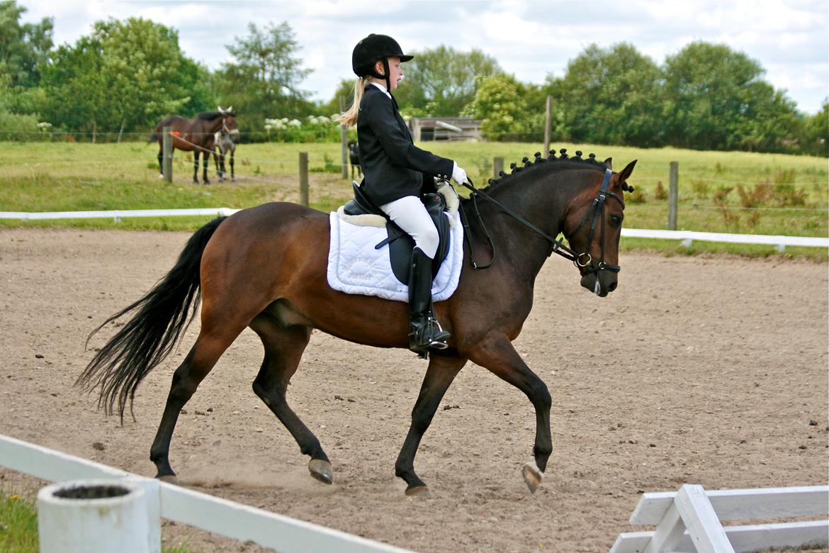 New Forest Bjørndal's Artist - PonyPrinsen :D billede 20