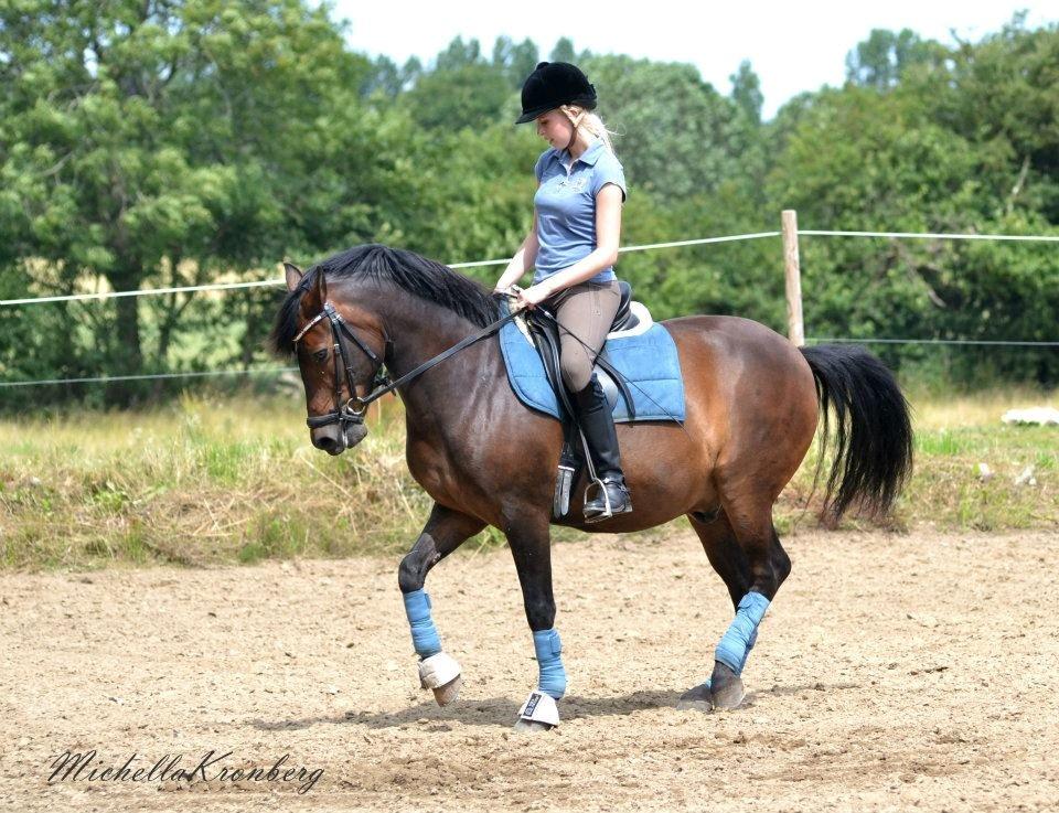 New Forest Bjørndal's Artist - Artist i piaff træning :D billede 2