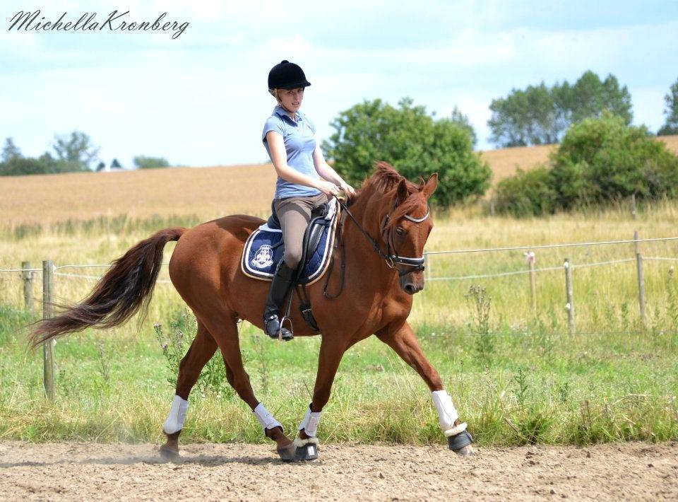 New Forest Simba B-PONY *R.I.P* - Velkommen til Simba's profil :D Simba til træning :) billede 1