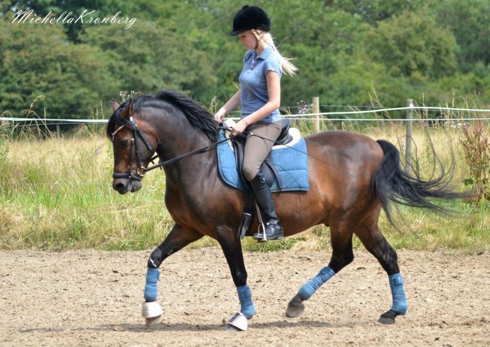 New Forest Bjørndal's Artist - Velkommen til Artist's profil :) Træning med stjernen :D billede 1