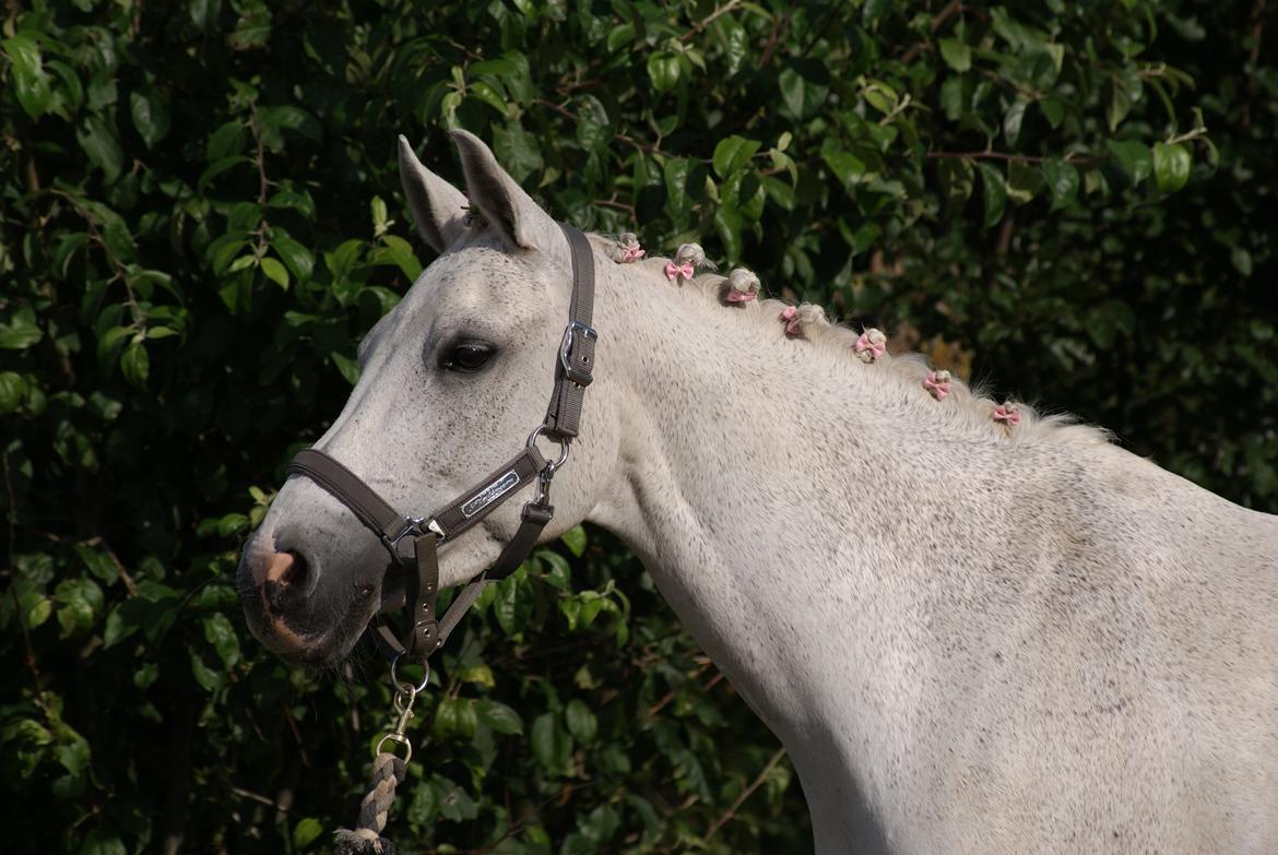DSP Præstemarkens Mahogni |Honey| - Verdens smukkeste pony ! ! ! <3  billede 20