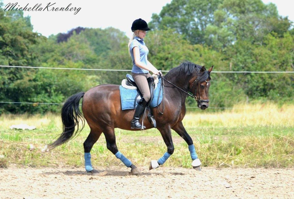 New Forest Bjørndal's Artist - Artist træning - Galop :D billede 3