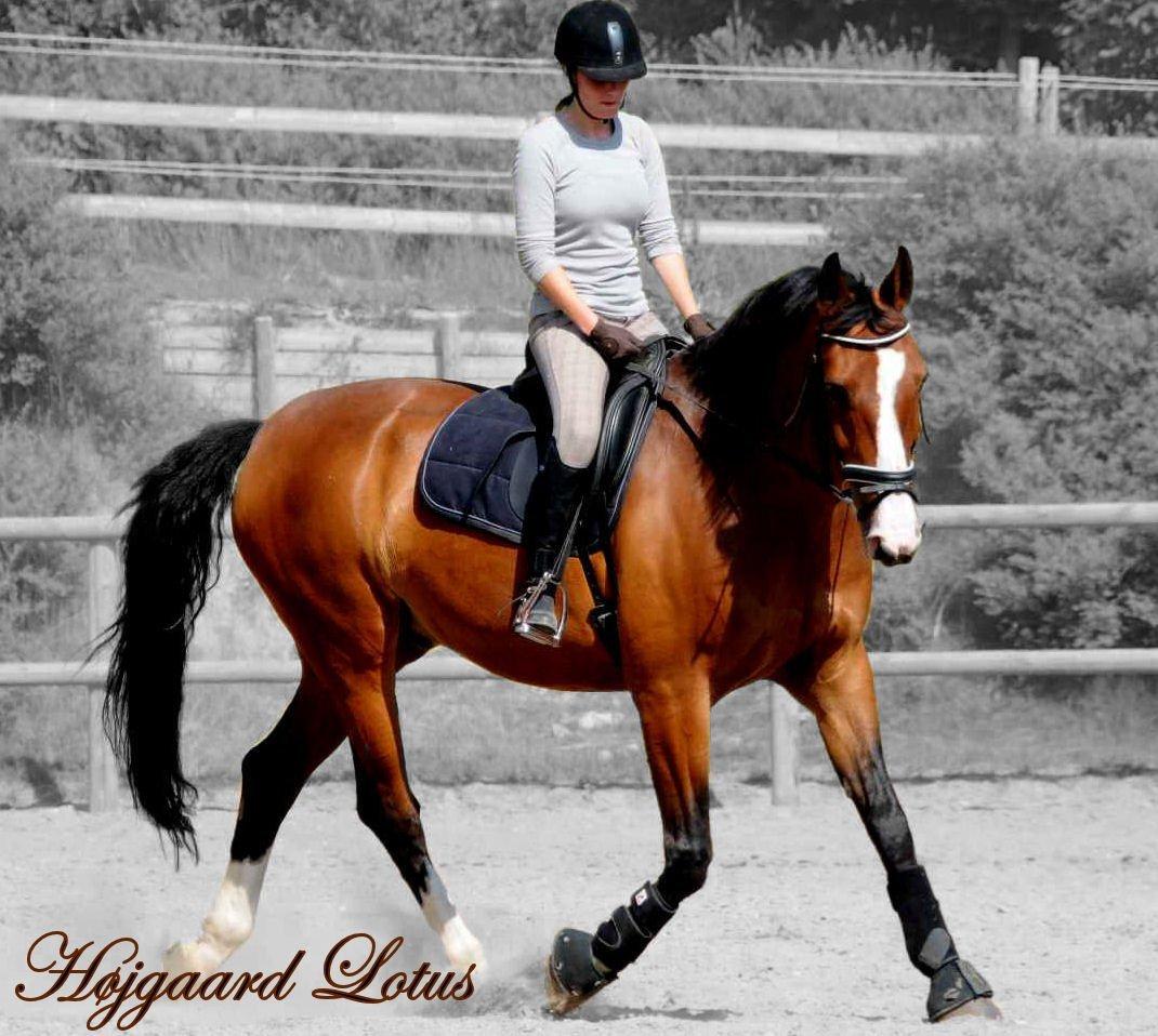 Dansk Varmblod Højgaard Lotus billede 1