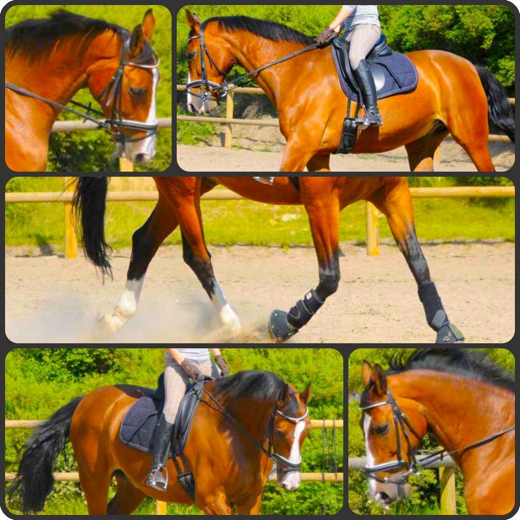 Dansk Varmblod Højgaard Lotus billede 2