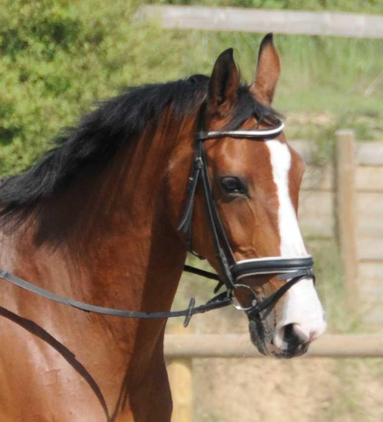 Dansk Varmblod Højgaard Lotus billede 4