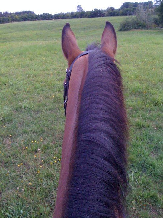 Dansk Varmblod Højgaard Lotus billede 3