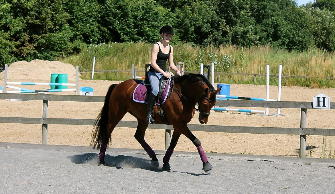 Dansk Varmblod May Sunset - Træning Juli 2012 - genoptræning. Rides dyb og løs. Undskyld min opstilling - rider letridning billede 16