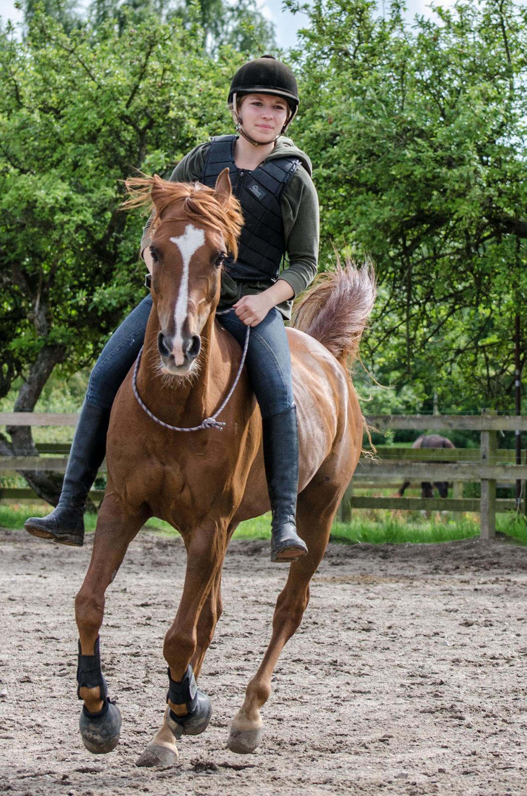 Arabisk fuldblod (OX) Ponylands Another Hero - (13) Nogle folk siger at engel ikke findes, men tro mig, når de ser dig, vil de blive itvivl  / Ridning med cordeo Juli 2012 <3 (Foto: Lars) billede 7