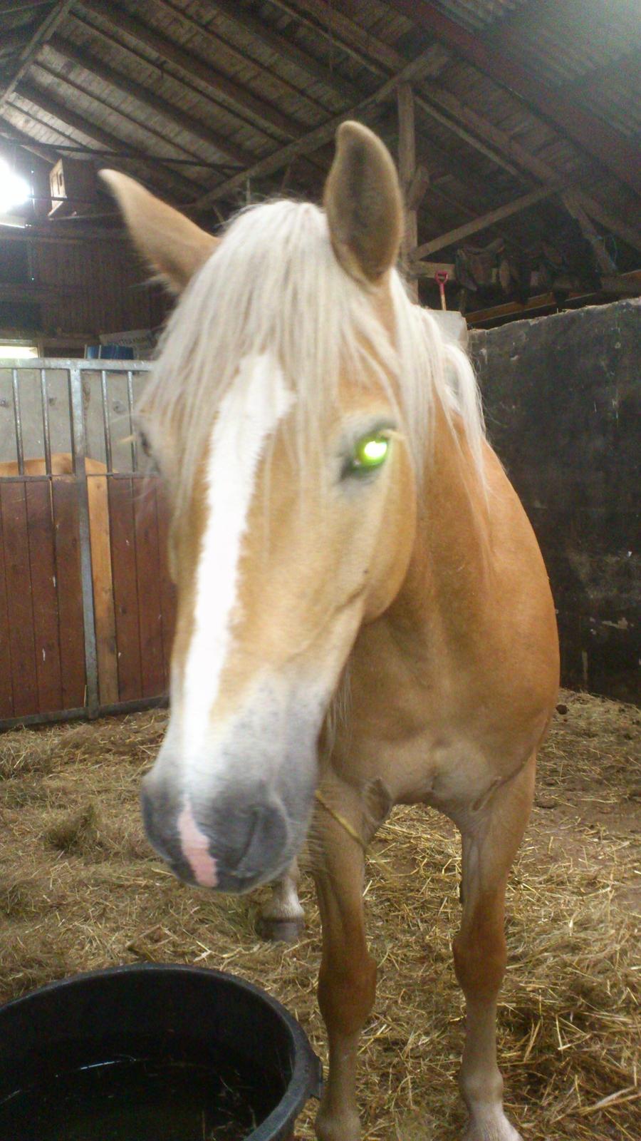Tyroler Haflinger Omara billede 1