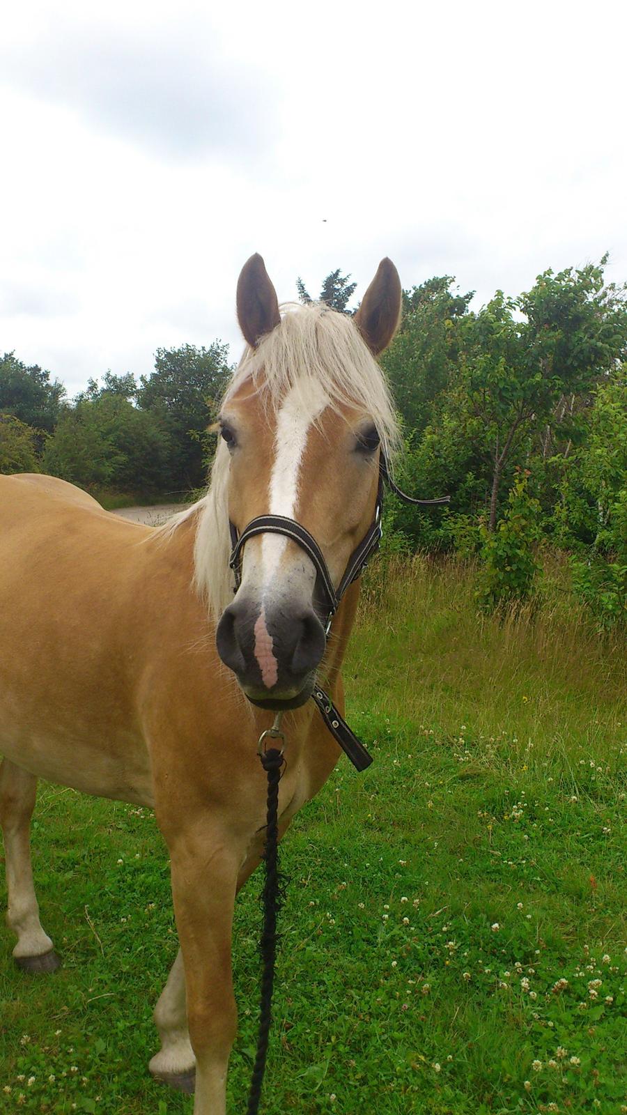 Tyroler Haflinger Omara billede 2