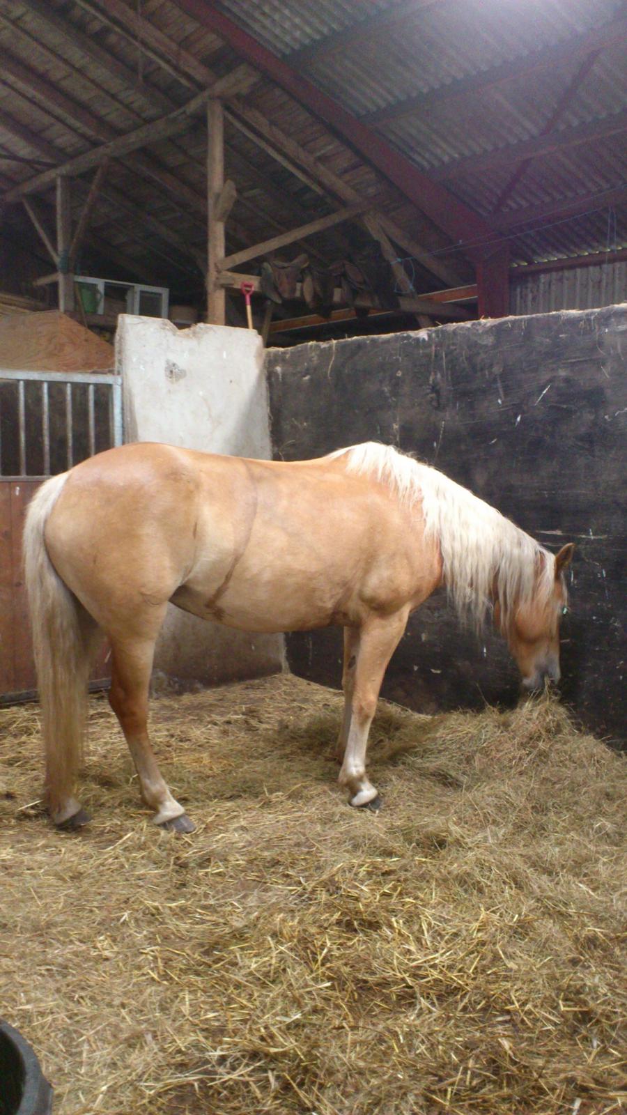 Tyroler Haflinger Omara billede 3