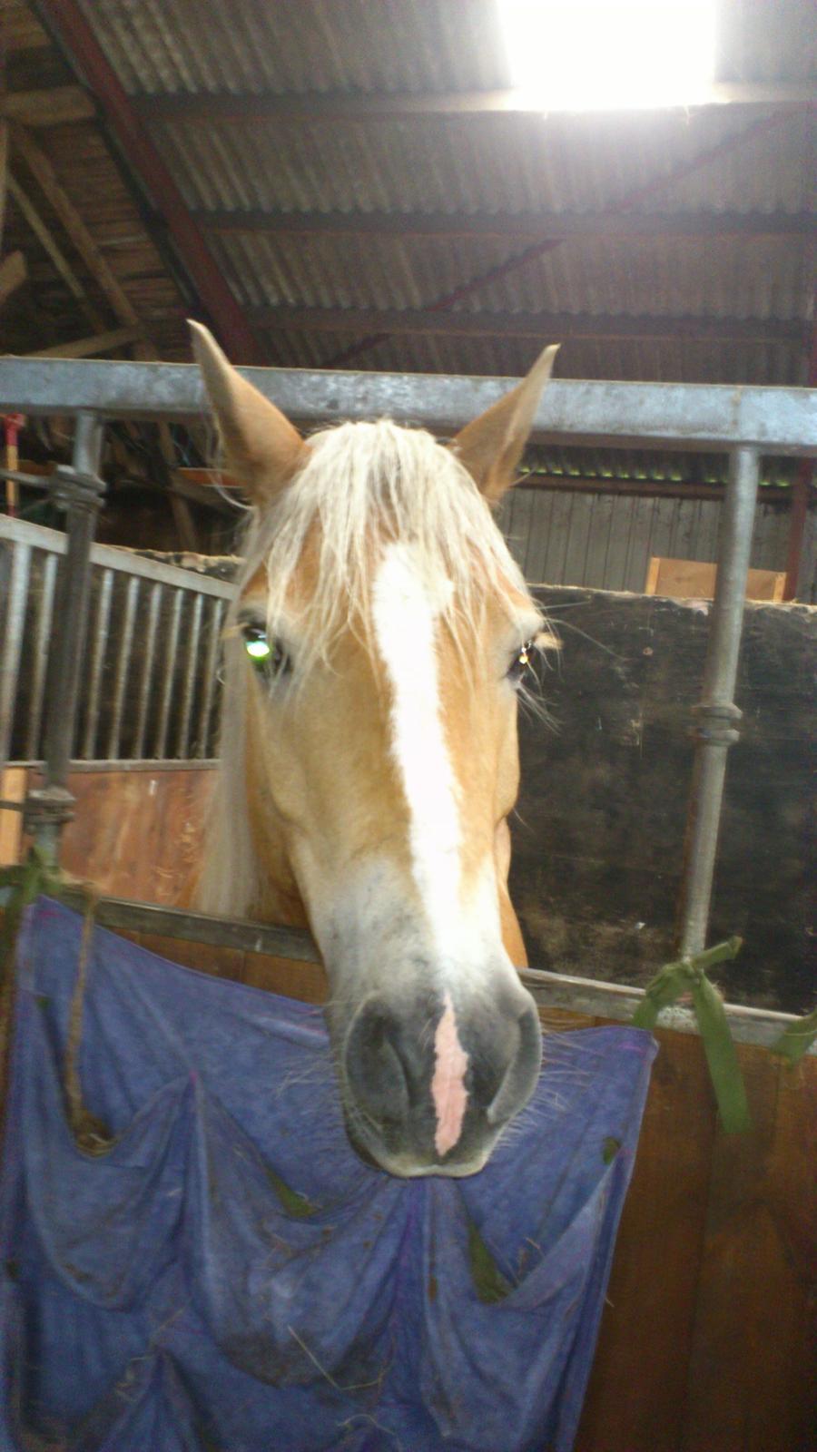 Tyroler Haflinger Omara billede 4