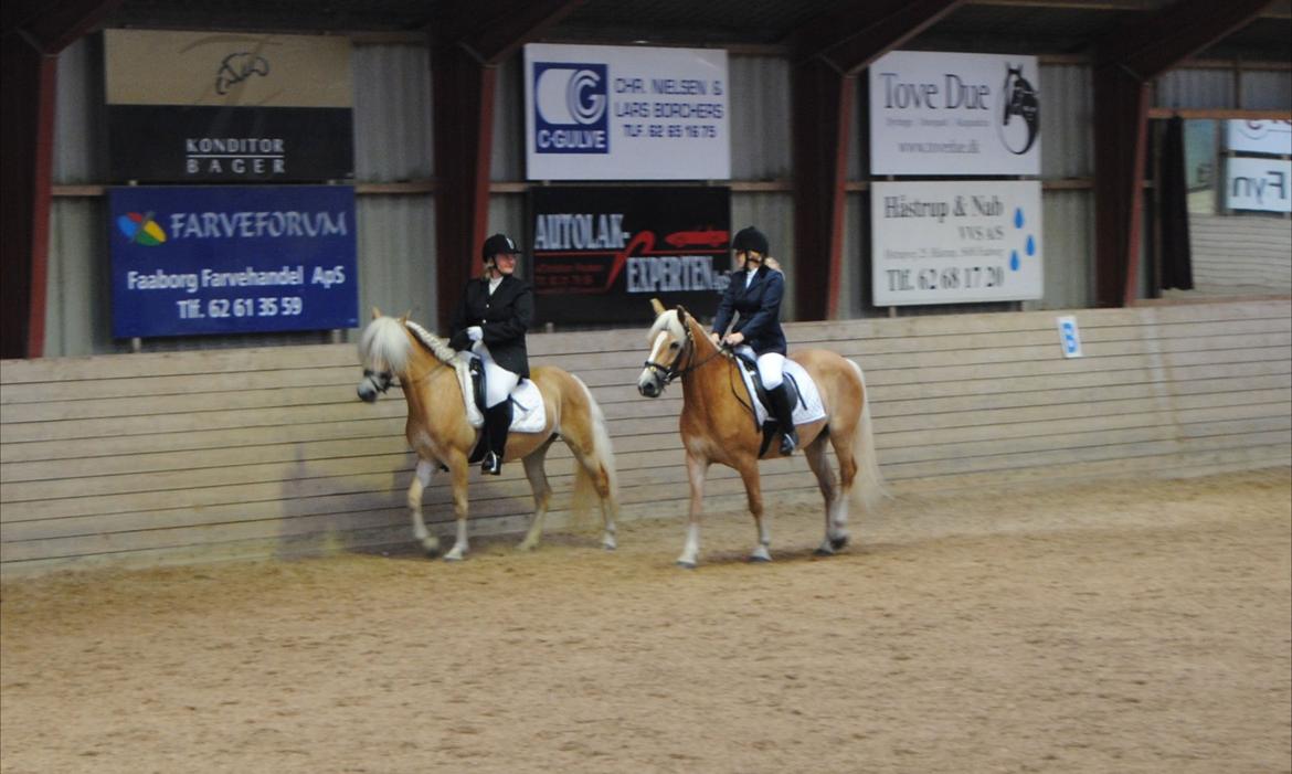 Tyroler Haflinger Omara billede 5