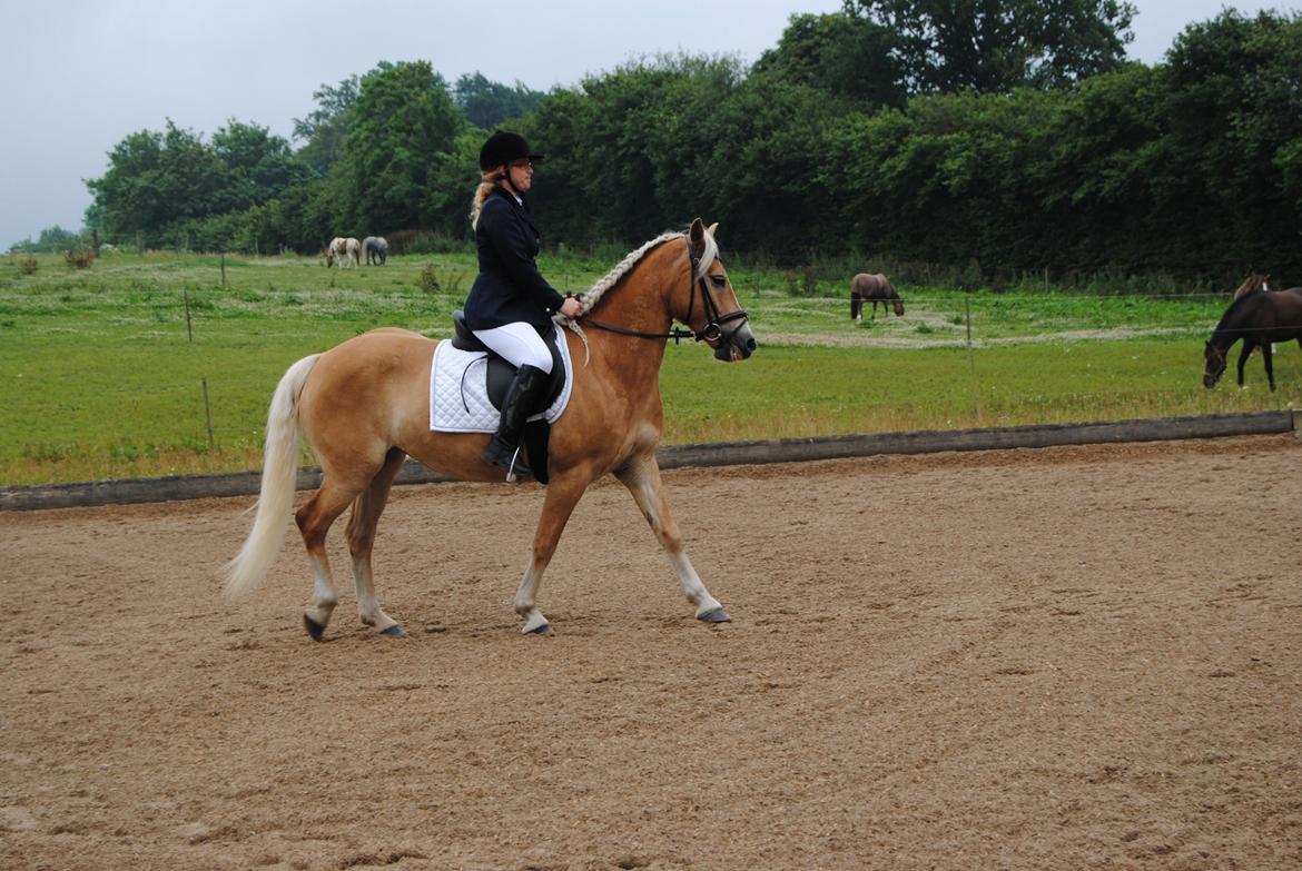 Tyroler Haflinger Omara billede 6