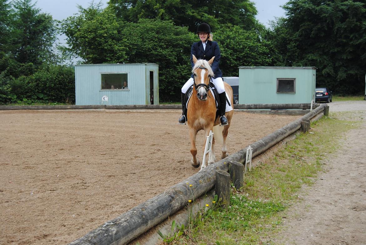 Tyroler Haflinger Omara billede 7