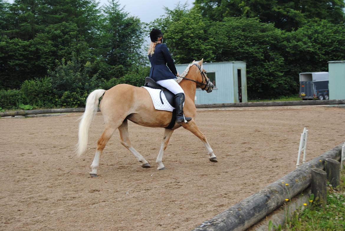Tyroler Haflinger Omara billede 8