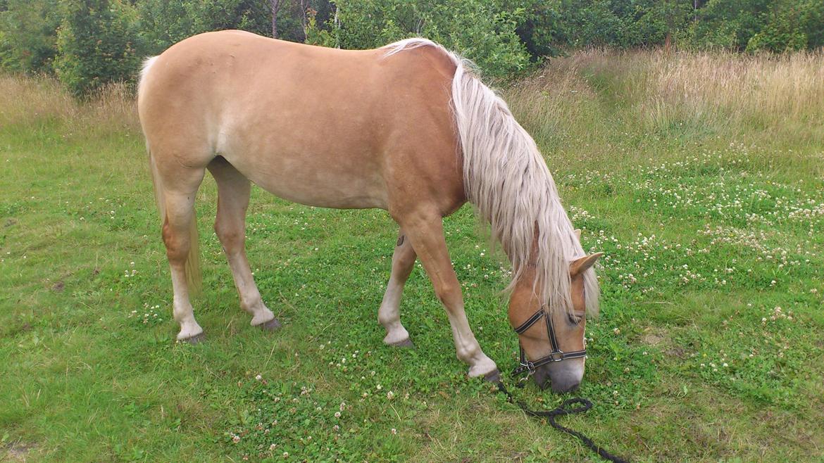 Tyroler Haflinger Omara billede 9