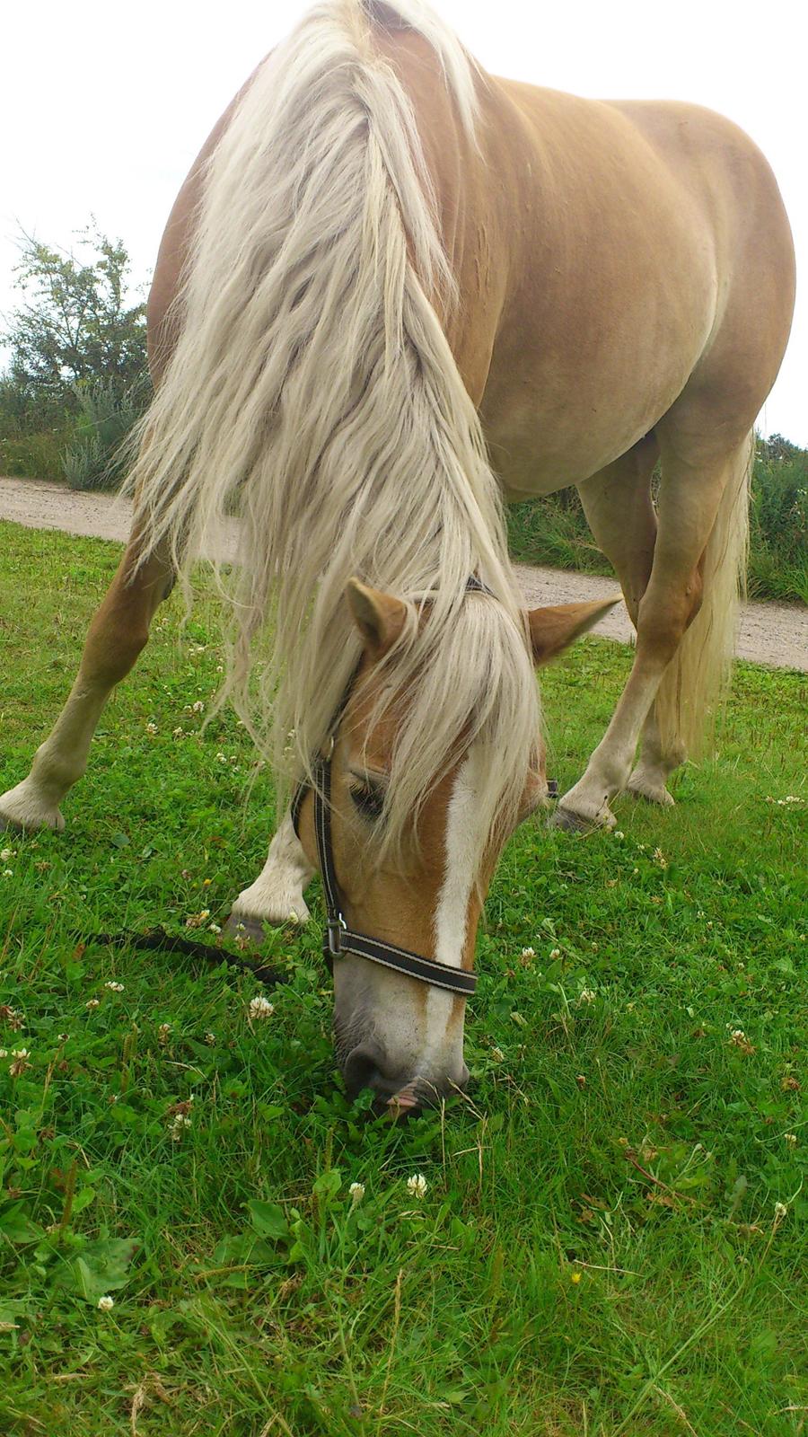 Tyroler Haflinger Omara billede 10