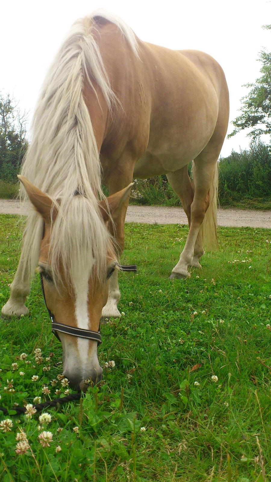 Tyroler Haflinger Omara billede 11