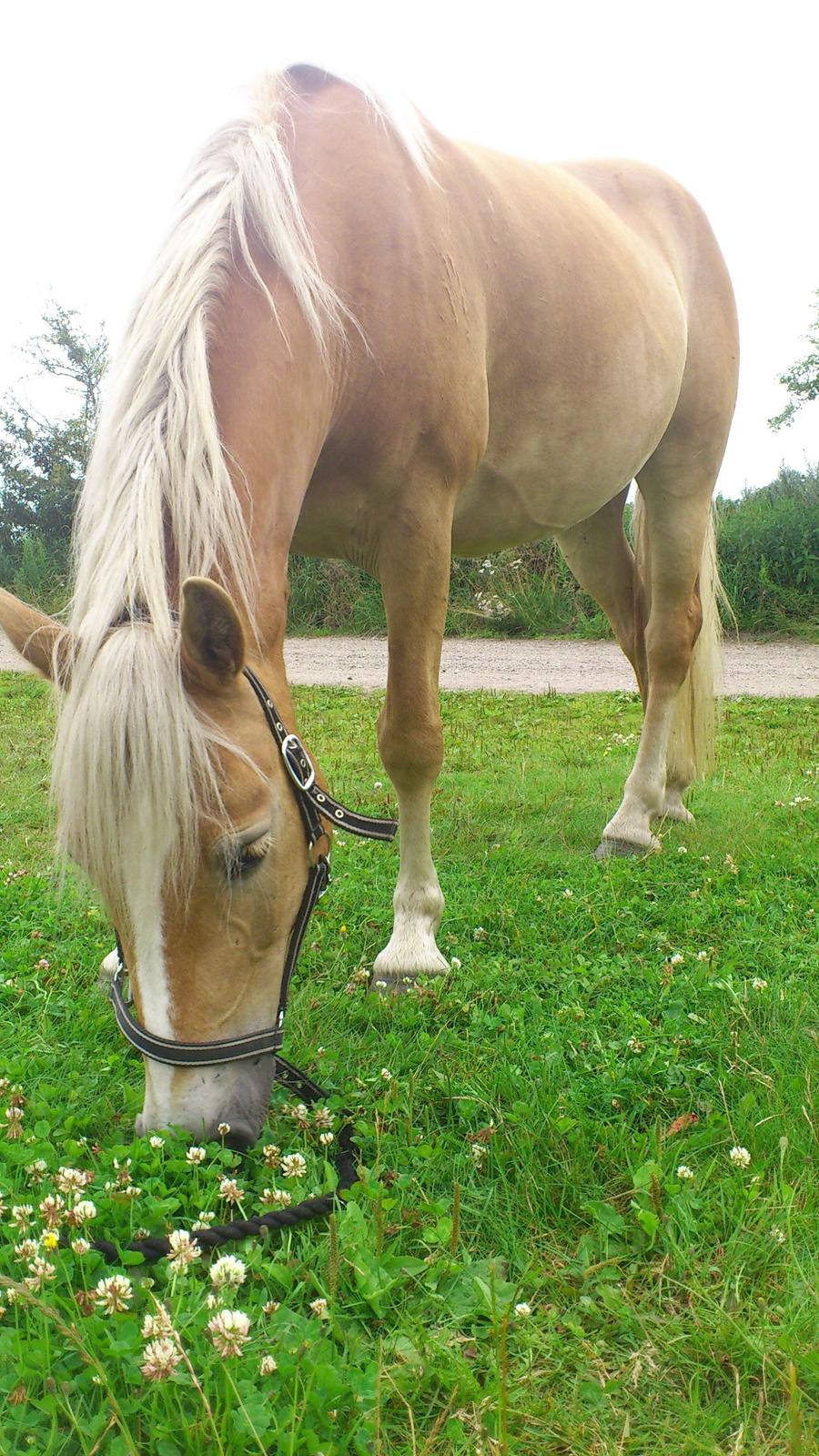 Tyroler Haflinger Omara billede 12
