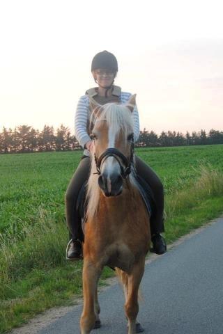 Tyroler Haflinger Omara billede 13