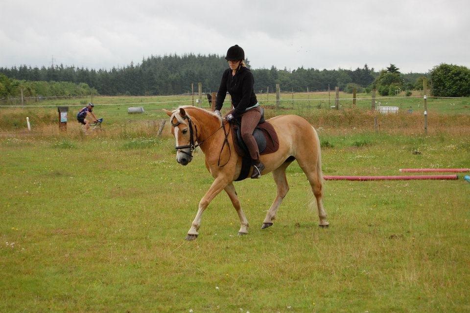 Tyroler Haflinger Omara billede 14